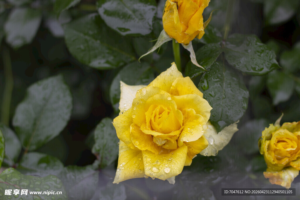 带露黄月季娇艳绽放