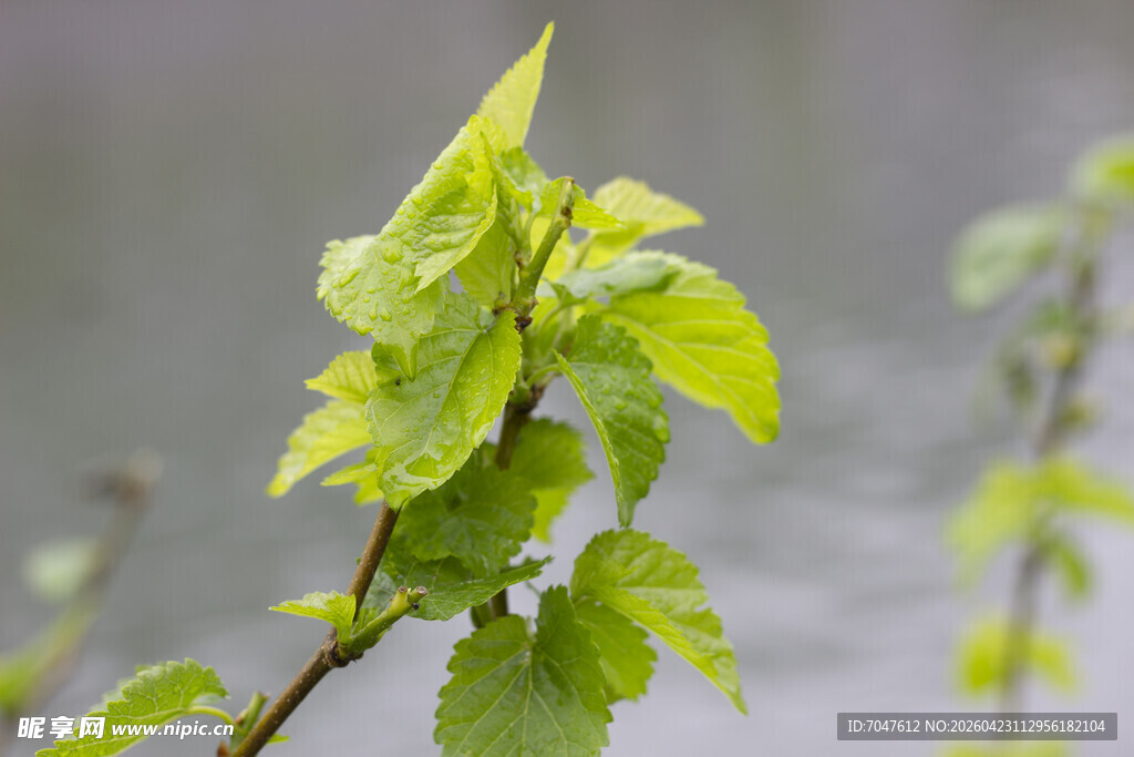 桑叶嫩绿新叶枝头绽