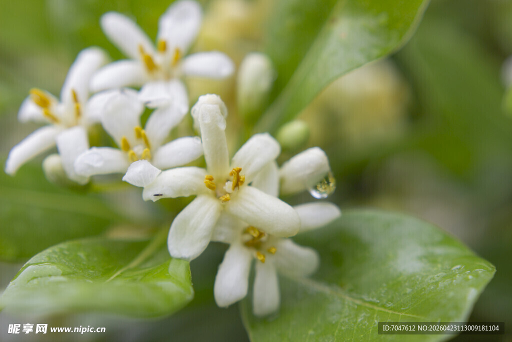 清新白色小花绽放绿叶间