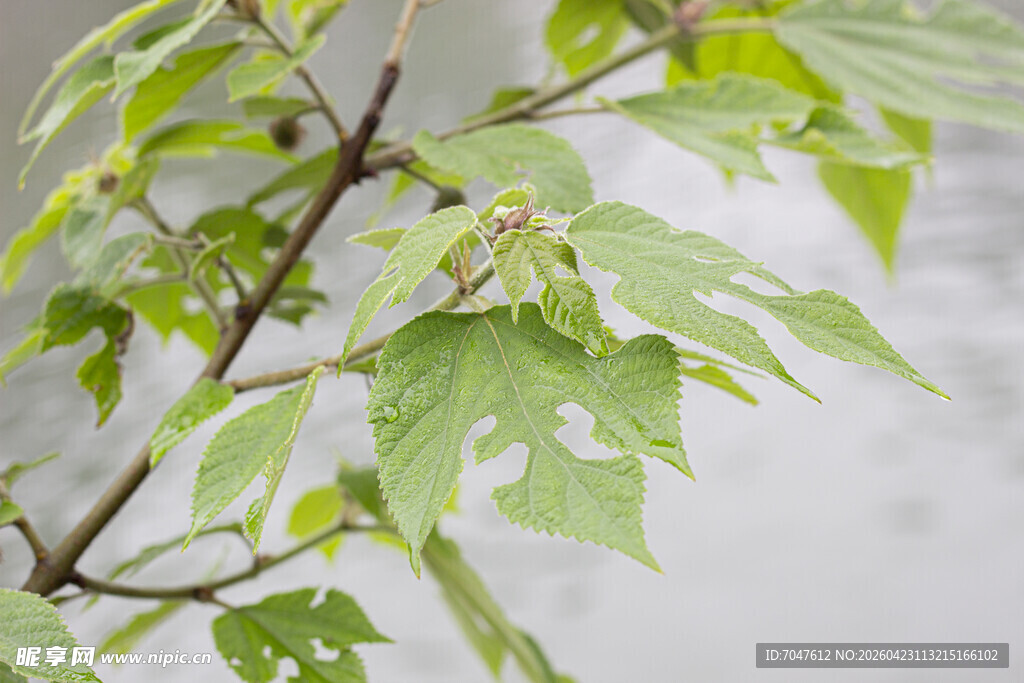 构树嫩绿枝叶特写