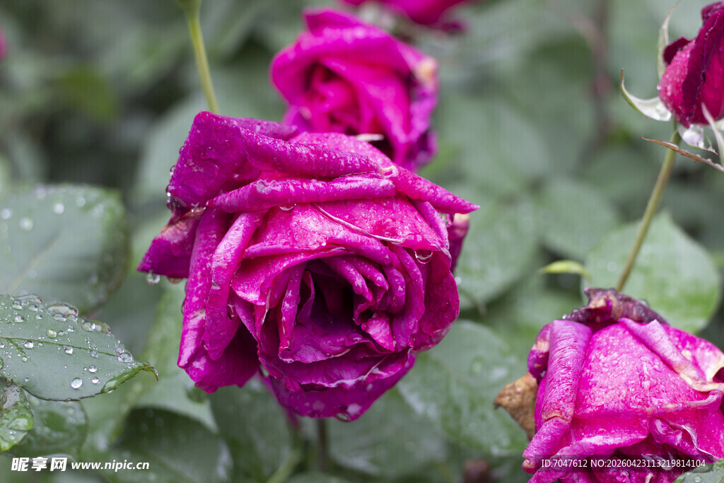 带水珠的娇艳紫玫瑰花