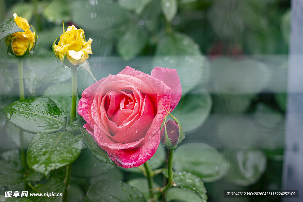 娇艳粉月季绽放