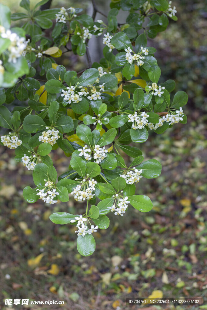 海桐枝头繁花点点绽