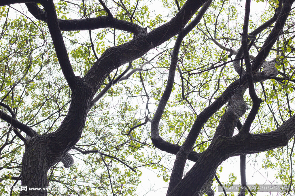 繁茂树枝与斑驳光影