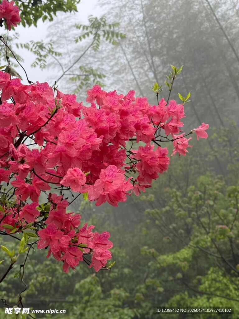 雾中娇艳盛开的红杜鹃花
