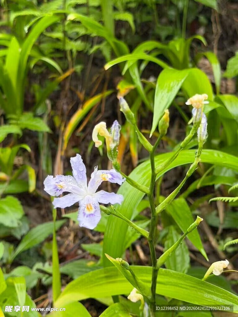 绿叶丛中的素雅小白花