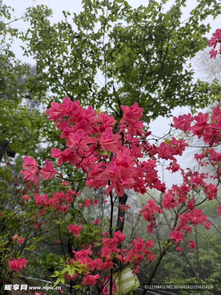 春日盛开的艳丽红花朵
