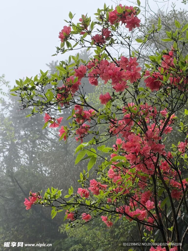 雾中盛开的艳丽红花朵