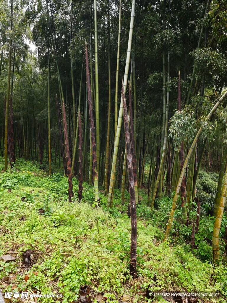 茂密山林中的竹笋