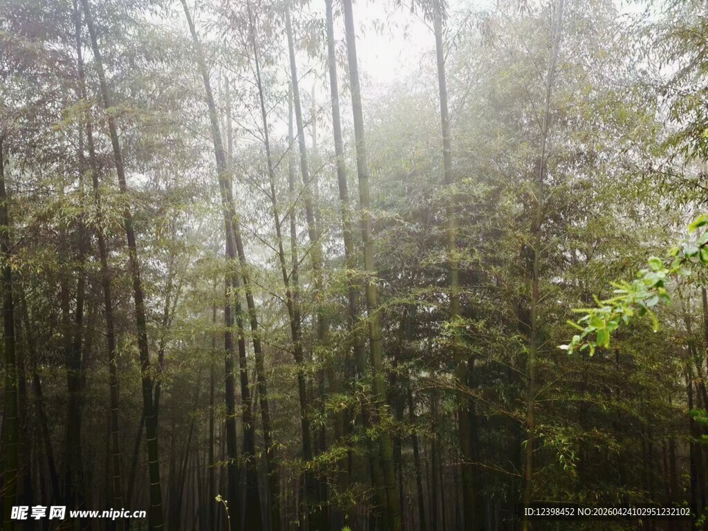 静谧的森林晨光景色