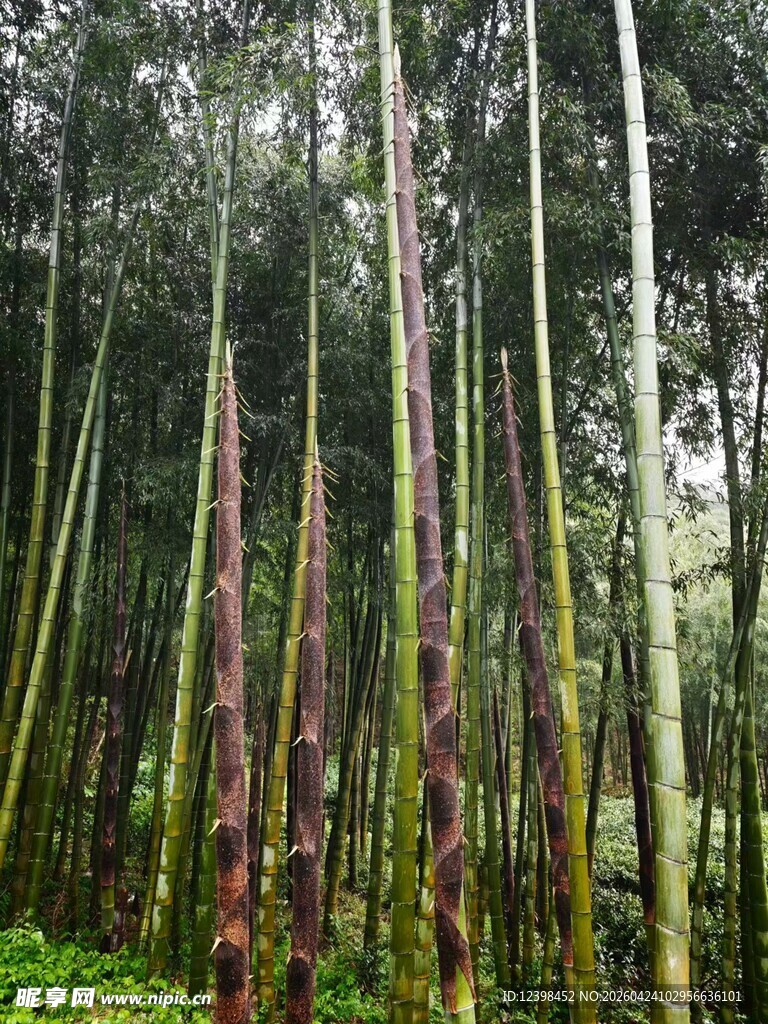 竹林中挺拔的竹笋景观
