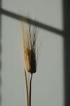 麦子