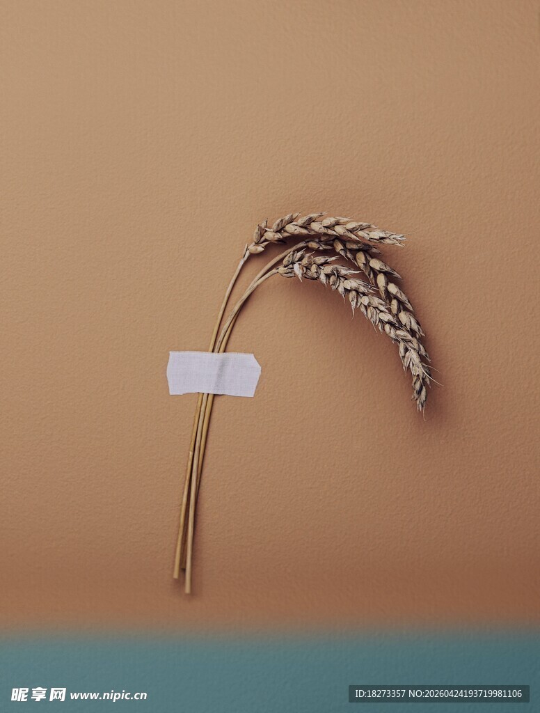 麦子