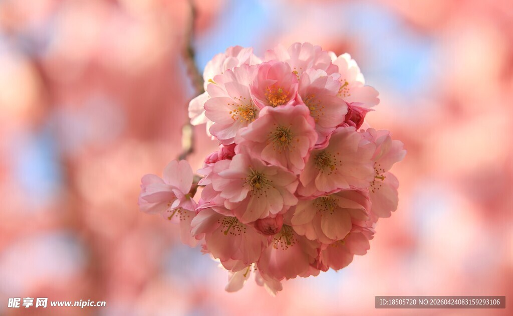 娇艳盛开的粉色樱花