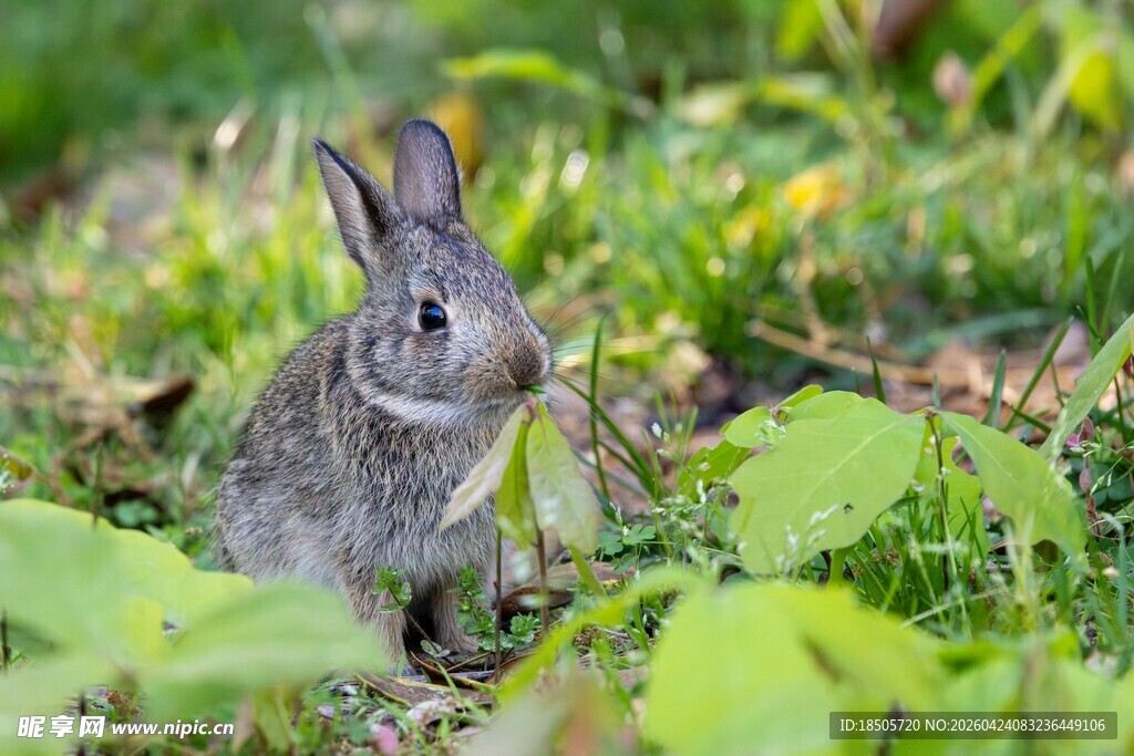 草丛中的灰兔