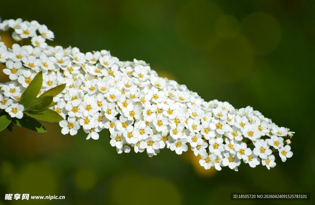 白色绣线菊特写