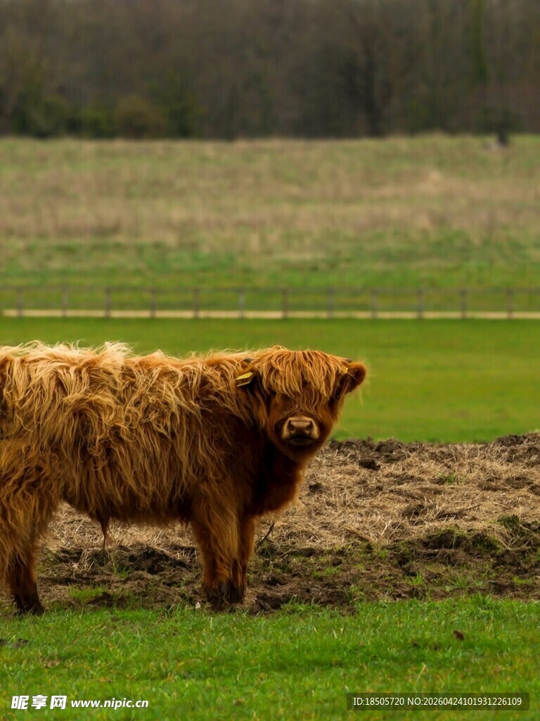 苏格兰高地牛站立于草地