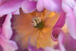 娇艳郁金香花蕊特写