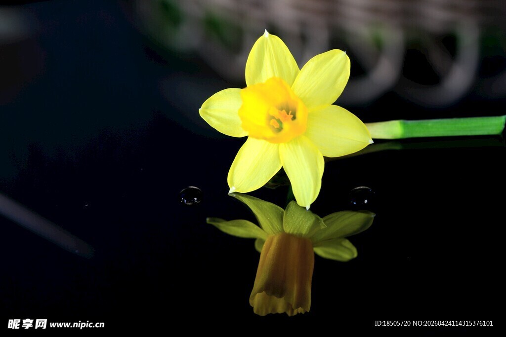 黄色水仙绽放于水面