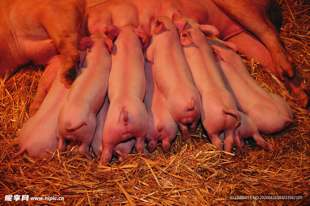 一窝仔猪依偎在母猪身旁
