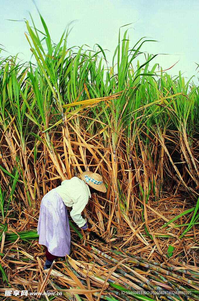 农民田间劳作收割甘蔗