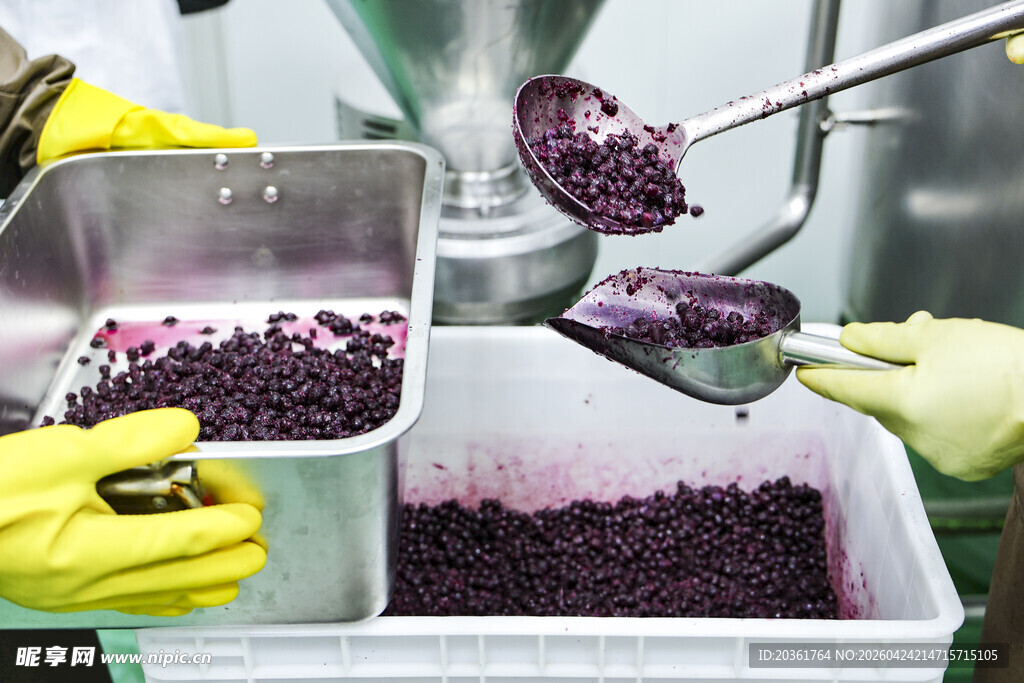 工人手工分拣紫色果实