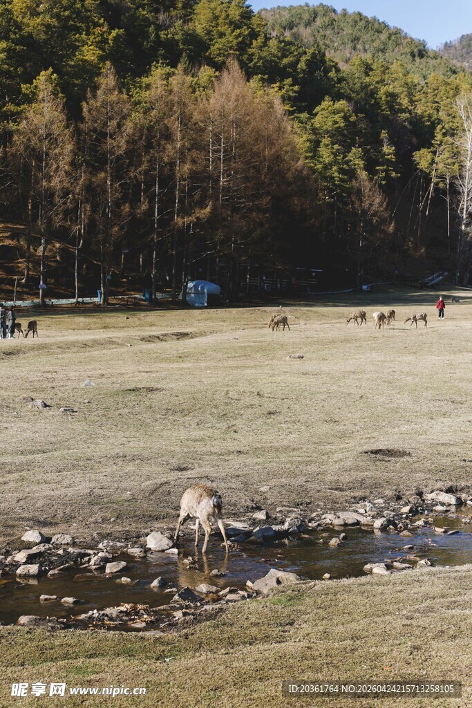 山间开阔草地自然景致