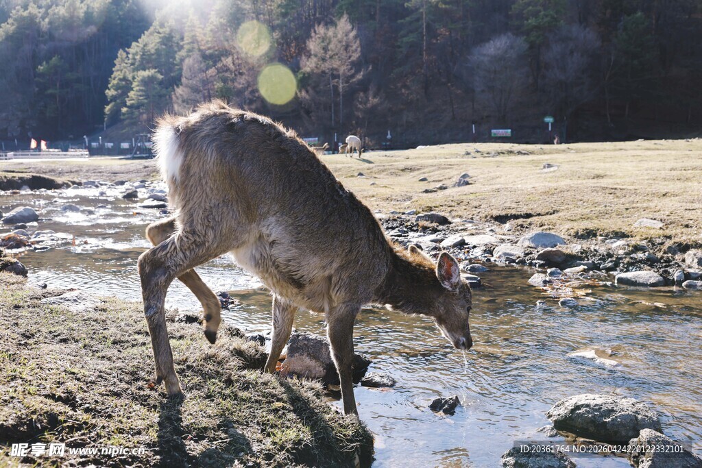 溪边小鹿饮水图