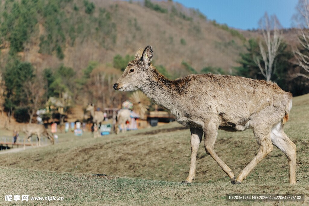 草原上漫步的优雅小鹿