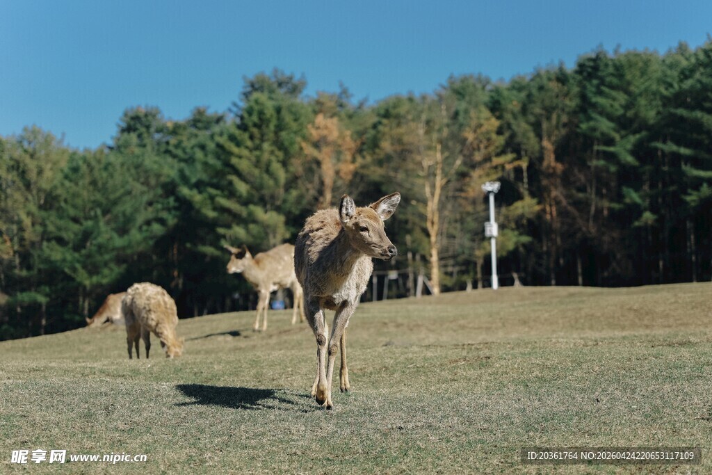 草原上奔跑的优雅驼群
