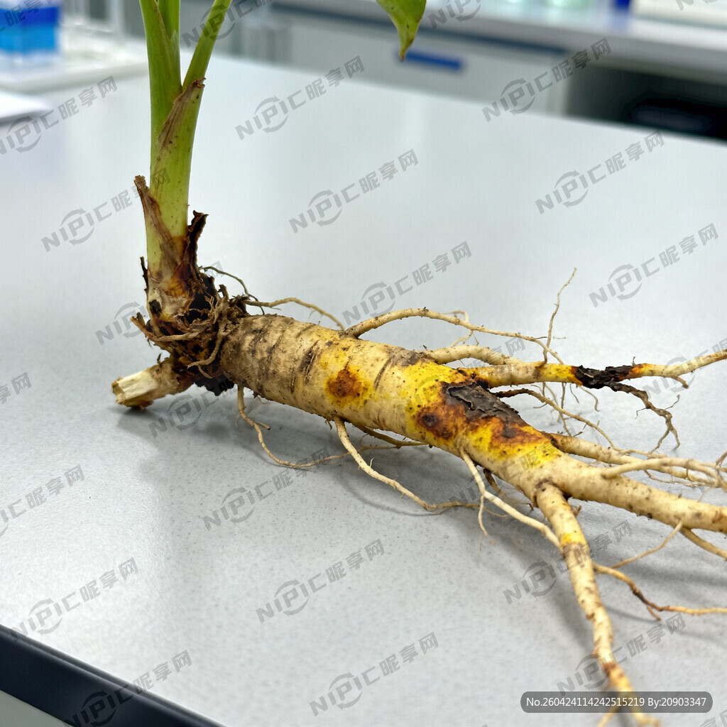 生成一个药材黄枯萎病根部病害的