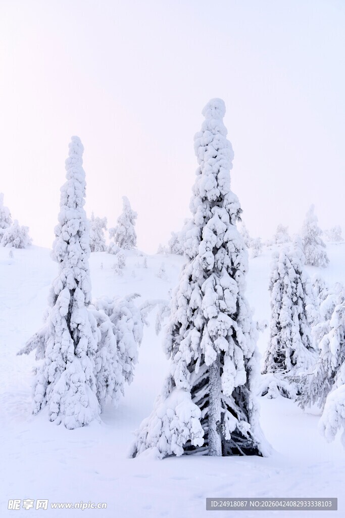 雪覆松林美景