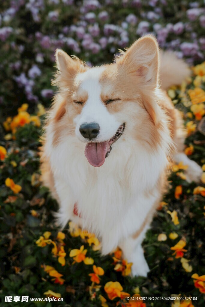 花丛中微笑的可爱柯基犬