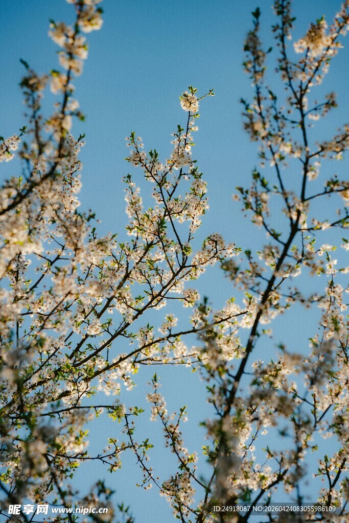 蓝天映衬下的繁花树枝