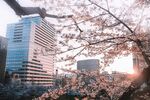 都市樱花景