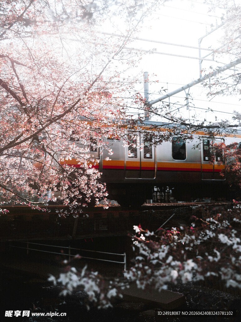 樱花树下的列车穿行
