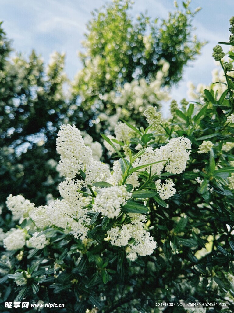 洁白繁花绽放枝头