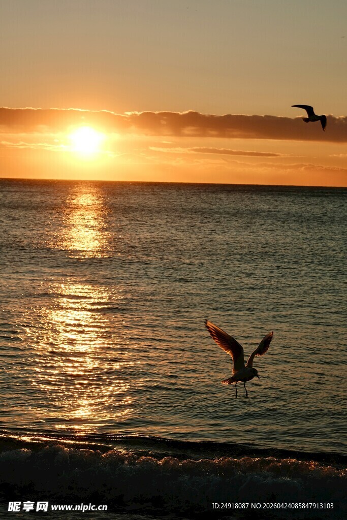 夕阳下海面飞翔的海鸥