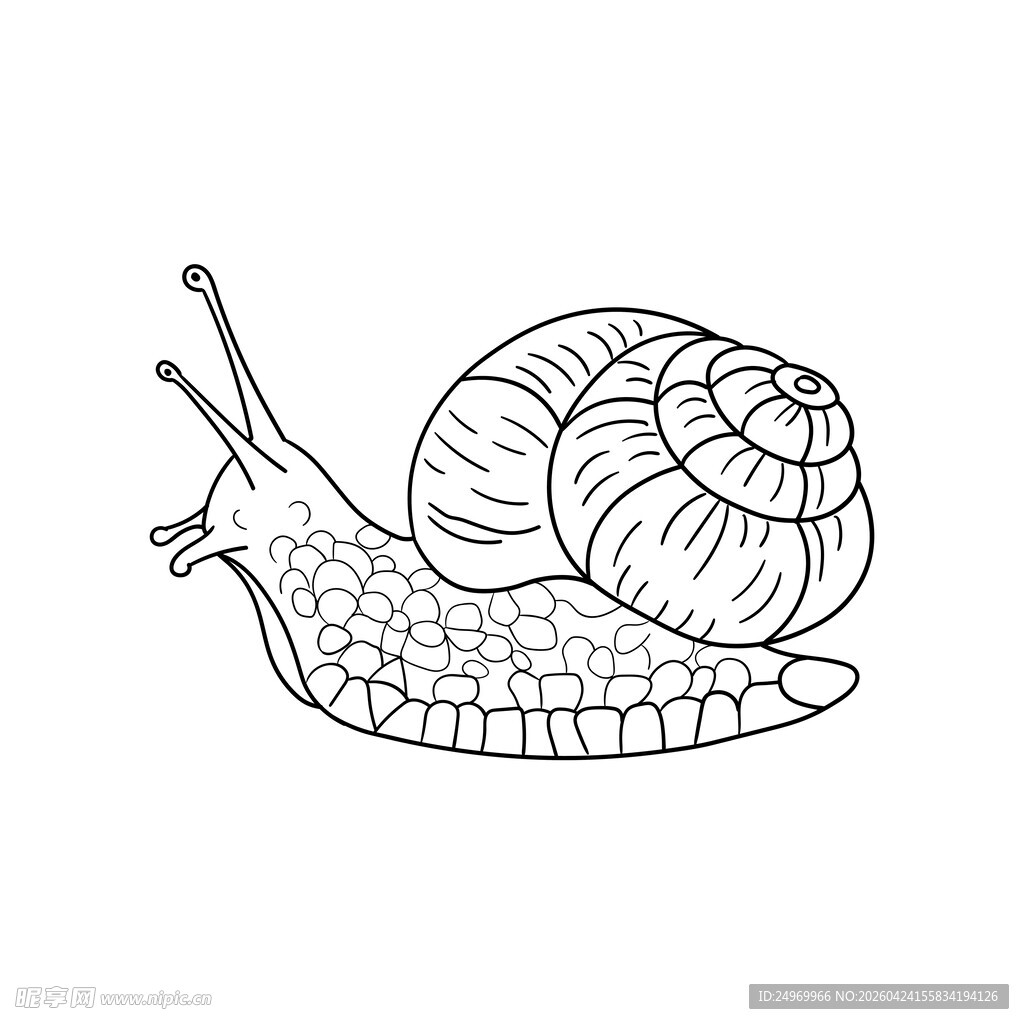 手绘蜗牛线条插画