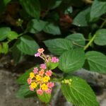 多彩小花绽放绿叶间