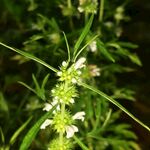 绿色植物上的白色小花