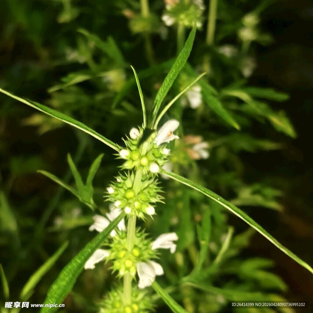 绿色植物上的白色小花