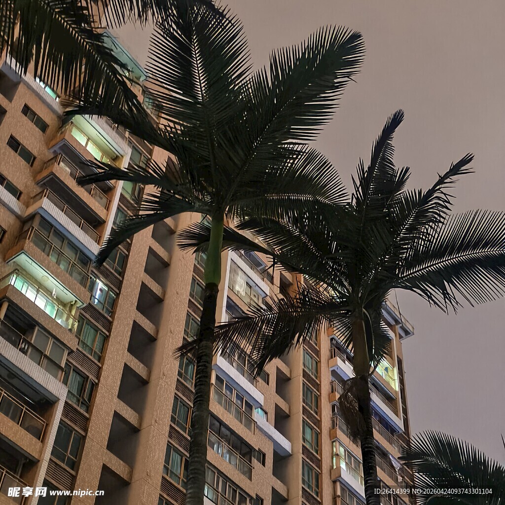 夜幕下的棕榈树与高楼
