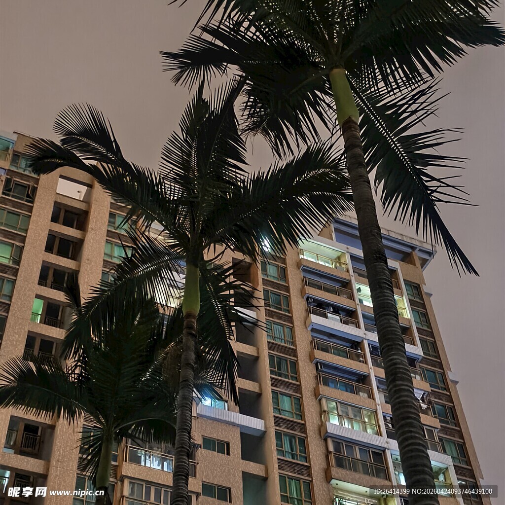 高楼旁的棕榈树夜景