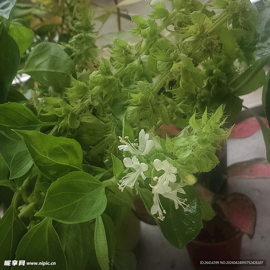 罗勒绽放的白色小花