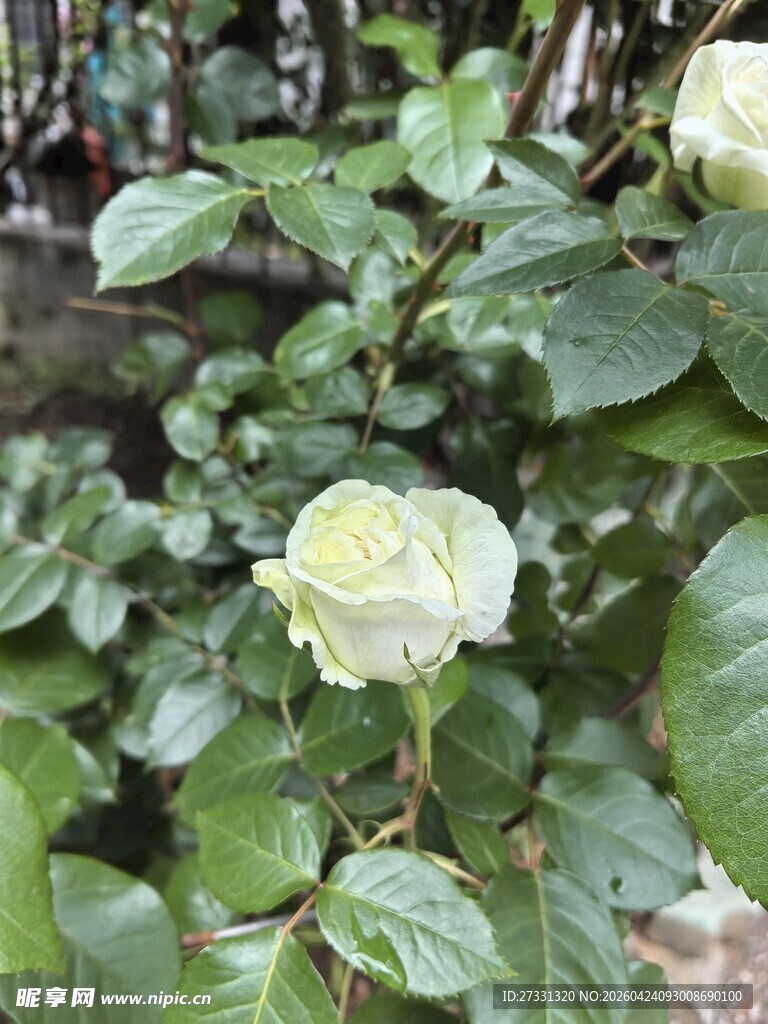白色蔷薇花绽放绿叶间