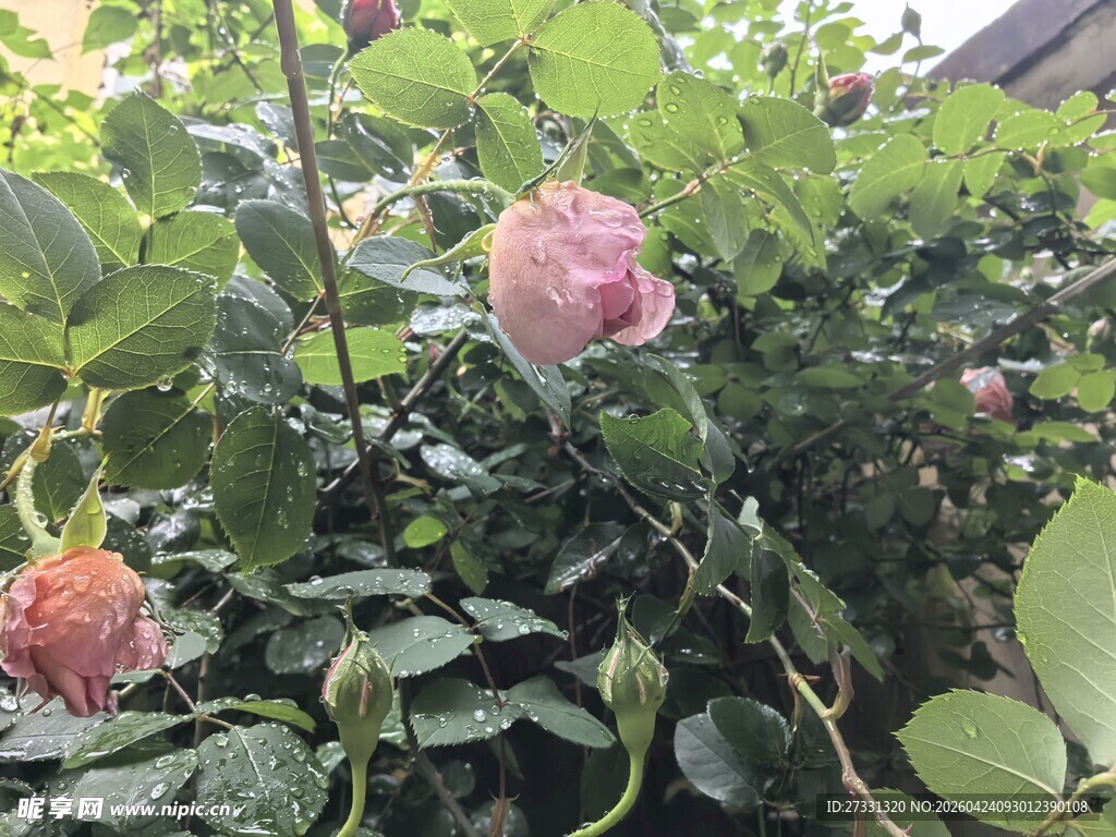 娇艳蔷薇花绽放绿叶间