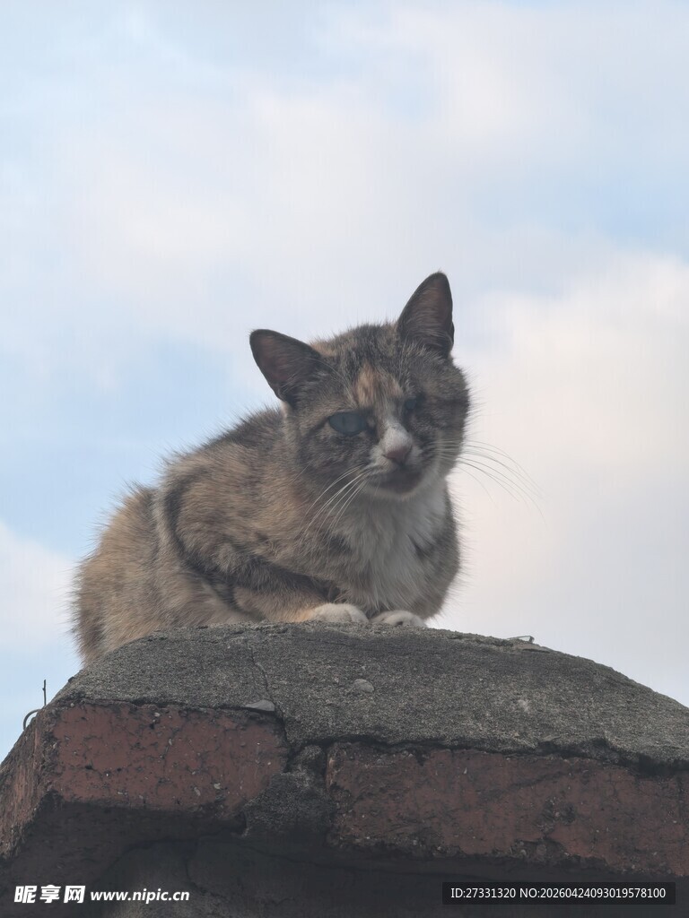 屋顶上休憩的可爱小狗