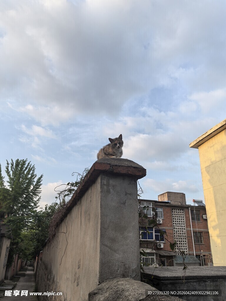 墙头猫咪眺望天空
