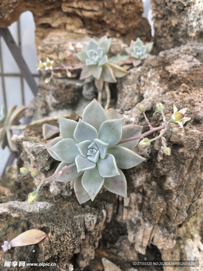 多肉植物展示于树桩上